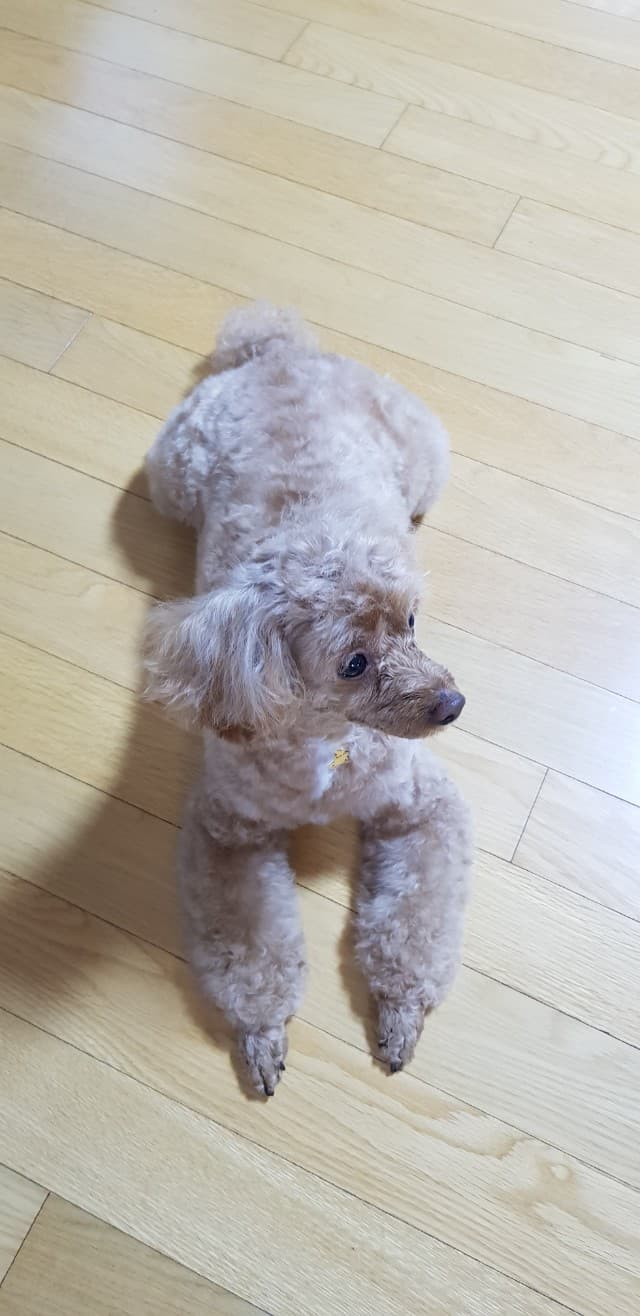 [LEEDAM Organic] Natural fermented Pet Shampoo (150 ml) 천연발효 댕댕이샴푸 3